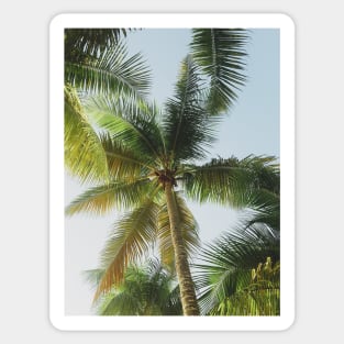 Palm tree Sticker